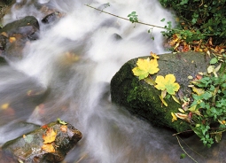 Vanndag for folkevalgte