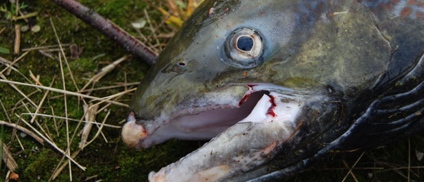 Frisk satsing med syk fisk