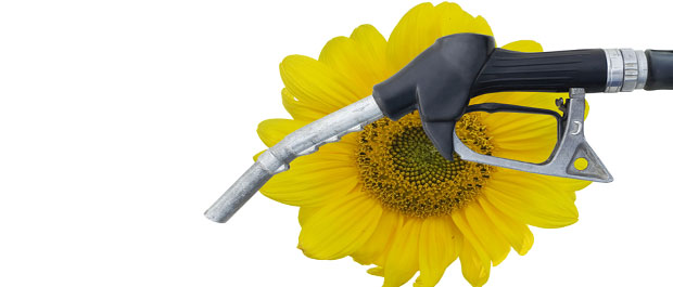 Biodiesel like helsefarlig som diesel