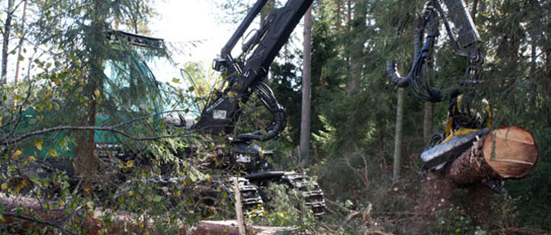 Lønnsom energi fra skogen