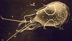 Drikkevannet i Oslo må kokes