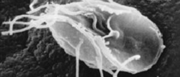Frykt for Giardia-smitte i drikkevann