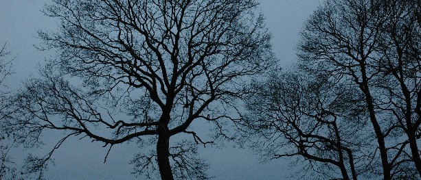 Bevilger millioner til treforskning
