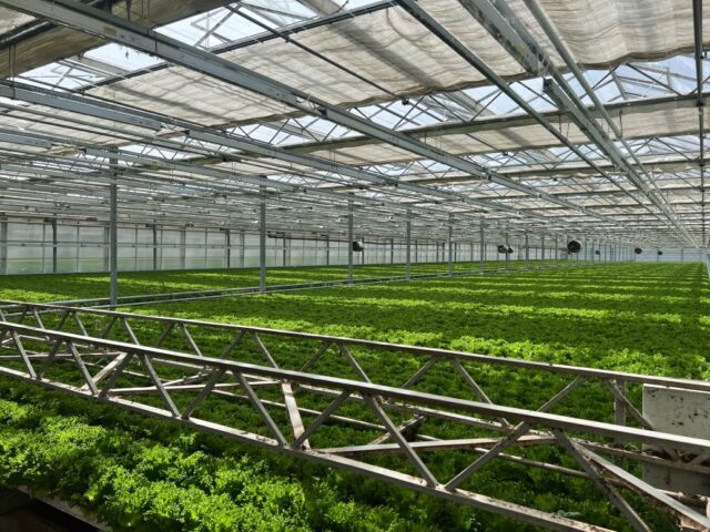 Varmepumper skal gjøre salatproduksjonen mer klimavennlig og lønnsom